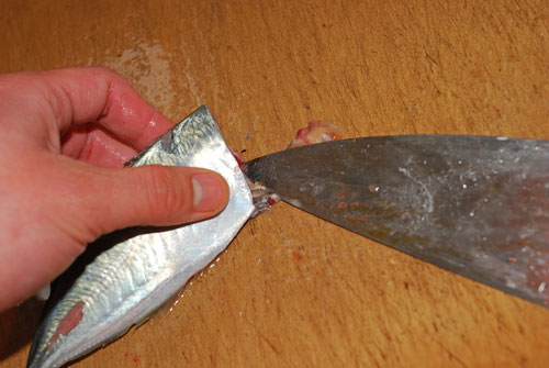 「鯵フライ用」の捌き方............ 丁寧に説明しますよ〜！_d0069838_20591757.jpg