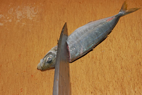 「鯵フライ用」の捌き方............ 丁寧に説明しますよ〜！_d0069838_2059699.jpg