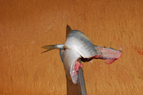 「鯵フライ用」の捌き方............ 丁寧に説明しますよ〜！_d0069838_211853.jpg