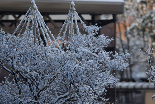 春の雪_c0093046_19281410.jpg