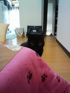 DSキャッツは凄い_c0023353_8164742.jpg