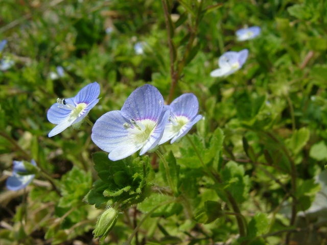 小さな花たち_e0101769_2042442.jpg