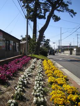 井畑花の道サークル・・・東海道松並木と花だん_b0105374_17501463.jpg