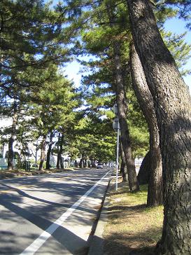 井畑花の道サークル・・・東海道松並木と花だん_b0105374_17503398.jpg