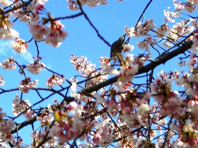 c0078480_343795.jpg