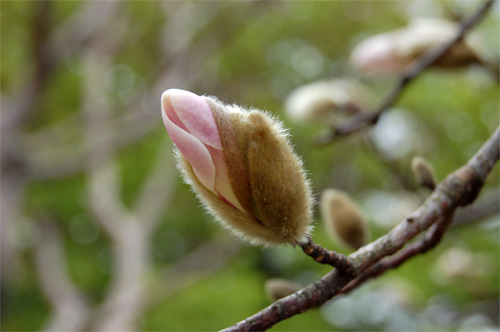 北の丸公園の花たち_d0024291_047696.jpg