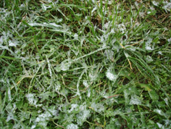 3月の雪_f0106597_17572823.jpg