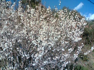 c0098304_23464432.jpg