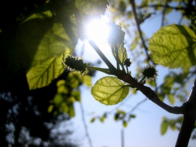 オレネタ城址公園のポニー_b0064411_585935.jpg