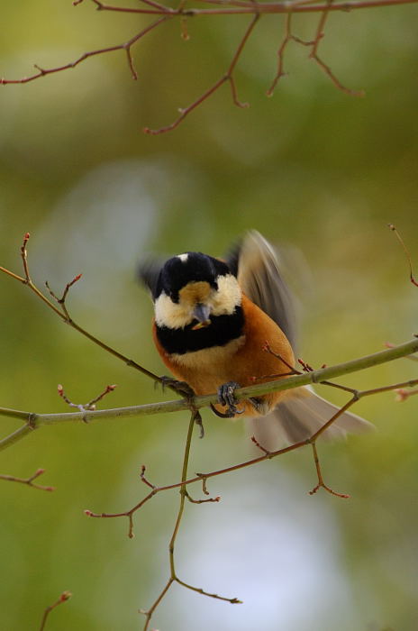 久しぶりに鳥屋さん！_f0032011_16285975.jpg