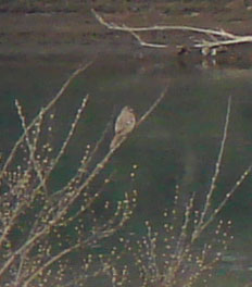 c0000718_1454133.jpg