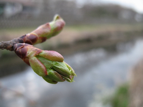 桜は・・・_a0016829_22485535.jpg