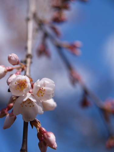 桜便り2007～京都･長建寺～(3/18)_e0080133_035559.jpg