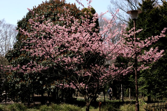 神代植物公園の桜_f0044056_16365489.jpg