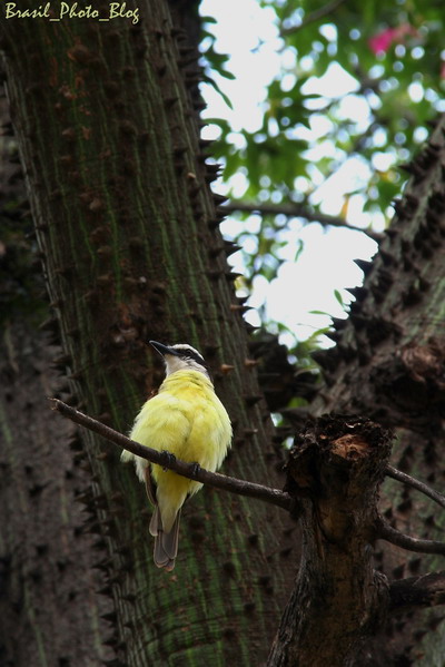 キバラオオタイランチョウ / ブラジルの野鳥_e0110461_22175130.jpg