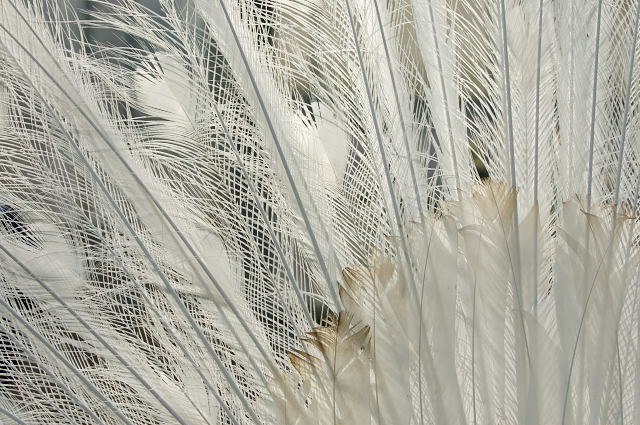 彩羽 蜜蜂的写真日記