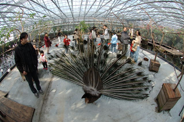 彩羽 蜜蜂的写真日記