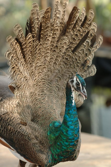 彩羽 蜜蜂的写真日記