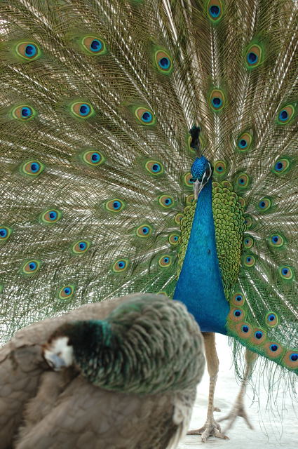 彩羽 蜜蜂的写真日記