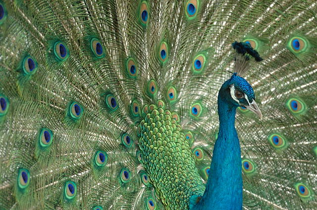 彩羽 蜜蜂的写真日記