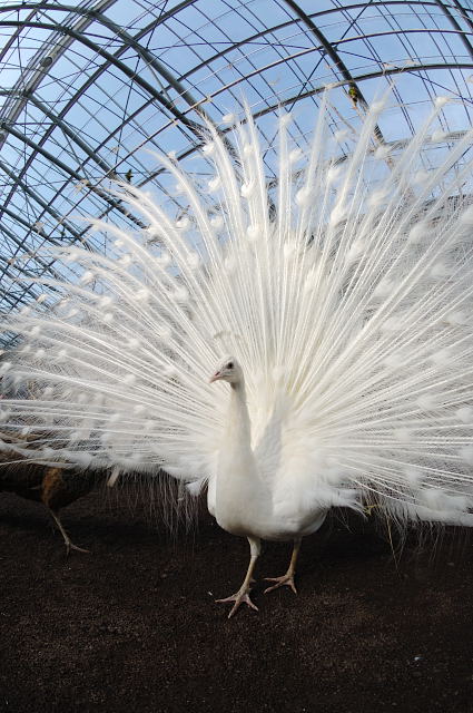 彩羽 蜜蜂的写真日記