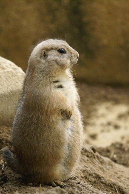 円山動物園　VOL.2 小動物篇_c0106977_10543261.jpg