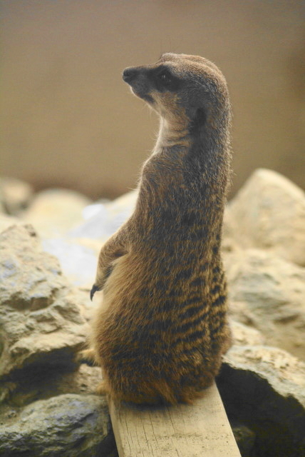 円山動物園　VOL.2 小動物篇_c0106977_10554148.jpg