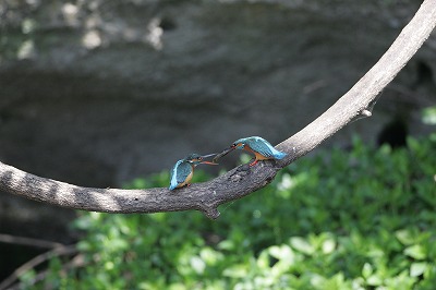 野鳥アルバム_b0047179_21202119.jpg