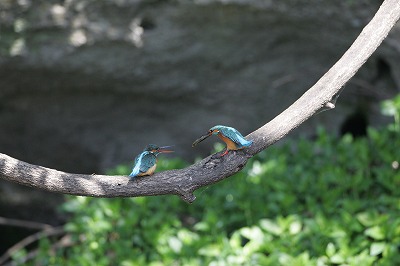 野鳥アルバム_b0047179_2120387.jpg