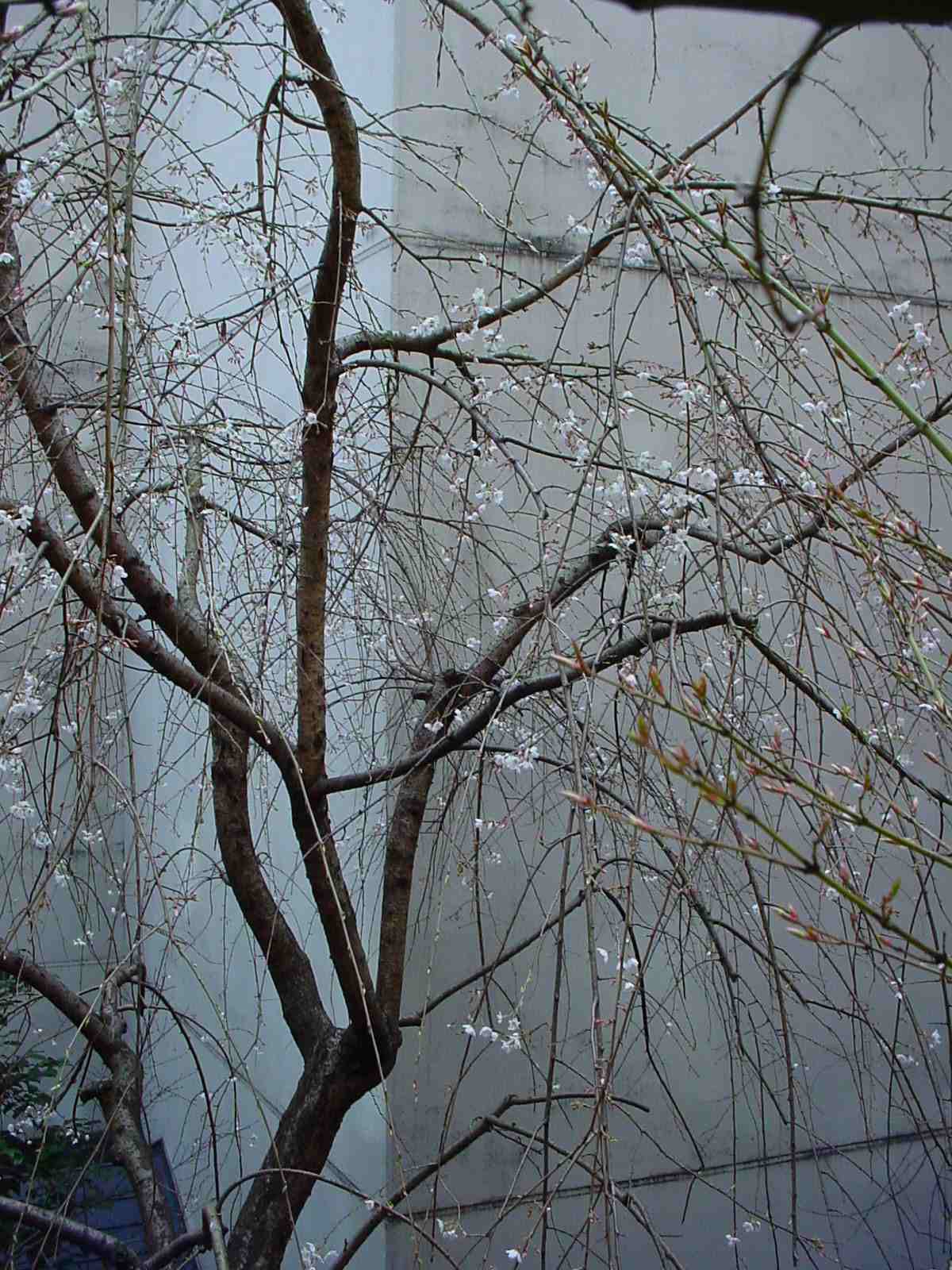 桜の見頃予想 改訂版_f0040201_14312527.jpg