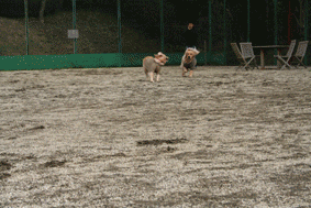 e0072606_992056.gif