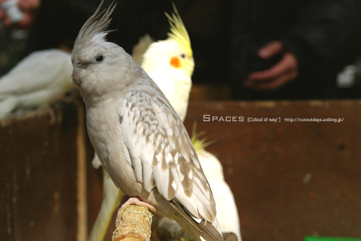 #223　神戸花鳥園　その3　「鳥」_f0022823_22441960.jpg