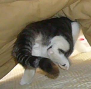 ♪チャッチャ チャラッチャ~_f0002743_8564942.jpg