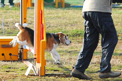 トコトコ迷いながら完走_a0070350_1023121.jpg