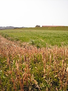 c0069552_13141271.jpg