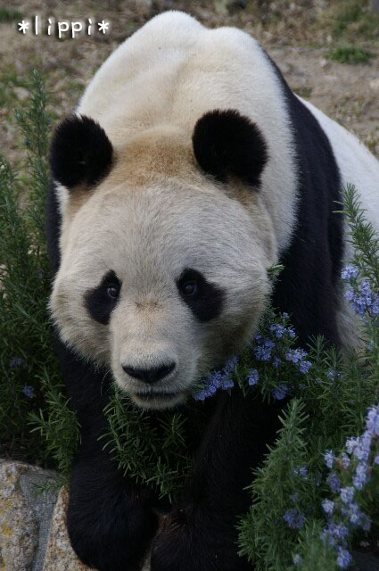 動物園のサポーターになりませんか_b0024758_21371579.jpg