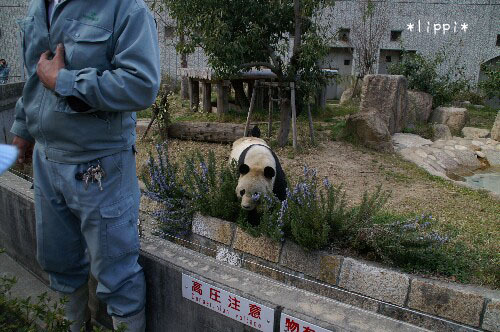 動物園のサポーターになりませんか_b0024758_22335930.jpg