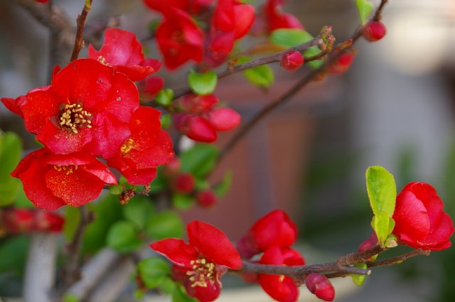 情熱の赤～ボケの花～_a0056769_14122387.jpg