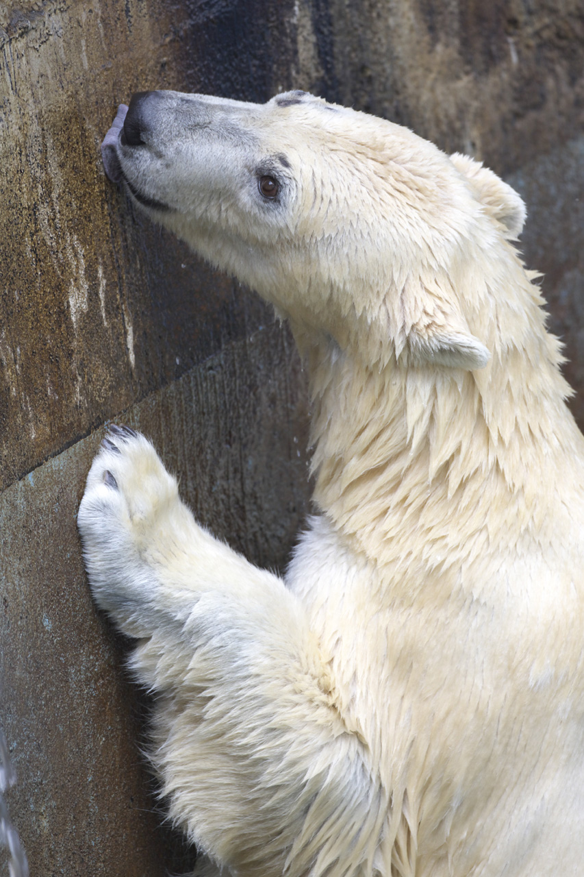 天王寺動物園371_e0060169_6413048.jpg