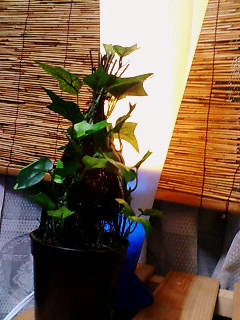 b0065170_2219132.jpg