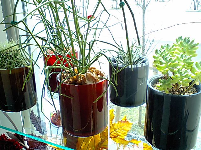 a0081172_318186.jpg