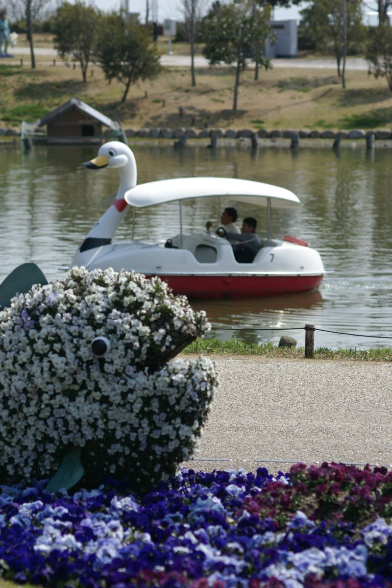 淡路島にいってきました　－一面のお花畑ー_d0079278_2165353.jpg