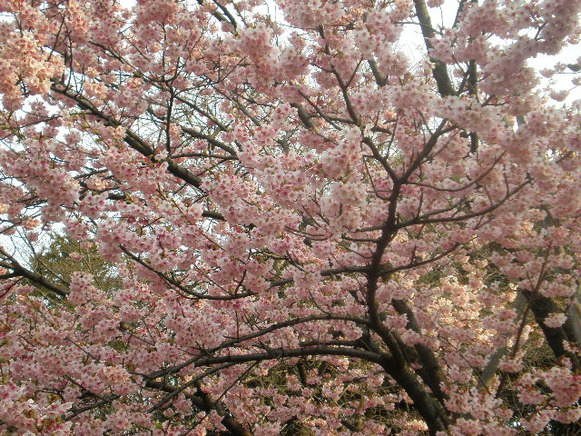 f0007580_2302670.jpg