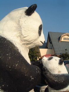 探偵ナイトスクープで見た 親子パンダ 加古川市 明石 兵庫探検 探偵ナイトスクープで見た 親子パンダ 加古川市 明石 兵庫探検