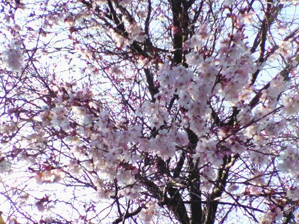 e0054299_22464679.jpg