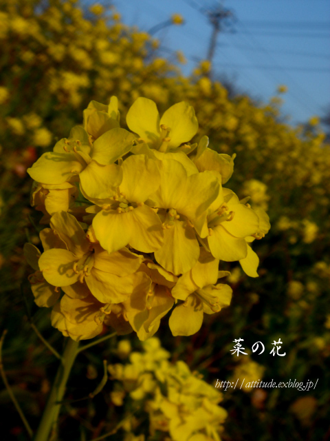 菜の花_b0042500_122124.jpg