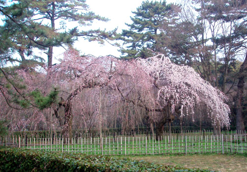 京都御苑 桜_e0048413_20221022.jpg