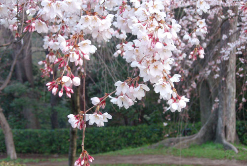 京都御苑 桜_e0048413_20243240.jpg