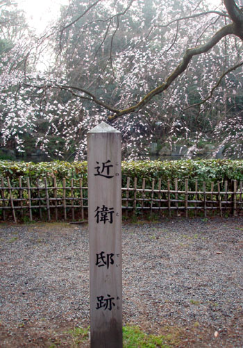京都御苑 桜_e0048413_2024503.jpg