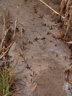e0112213_1353296.jpg